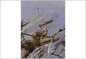 Peinture contemporaine par Marie-Claude Bohnenblust Lenglart Peintre Plasticien